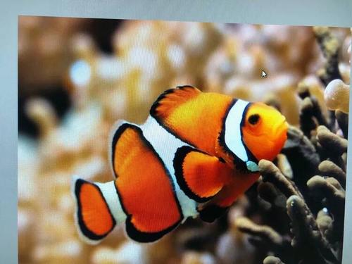 尝试用颜色,花纹,形状,等方面的词汇描述各种各样热带鱼的外形特征.