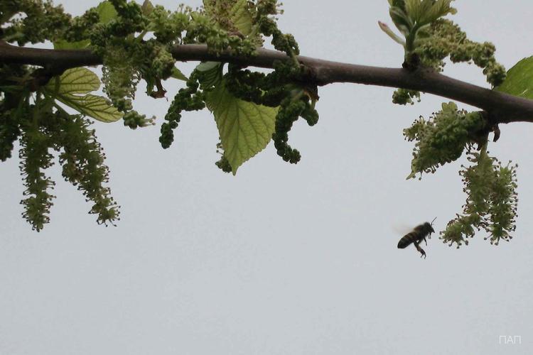 mulberry tree  (morus alba)