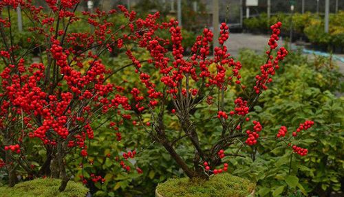 北美冬青高大上的苗木