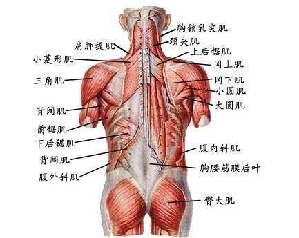开始背部训练之前先了解一下背部的肌肉吧