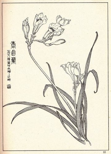 花卉线描参考资料