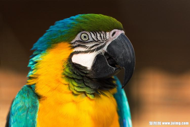 鹦鹉头部摄影