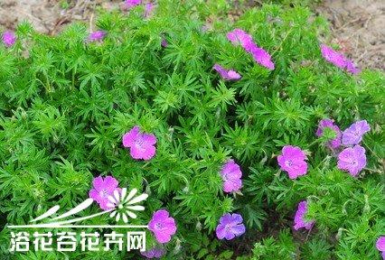 血红老鹳草图片