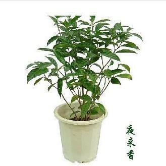 夜来香有毒吗夜来香能驱蚊吗