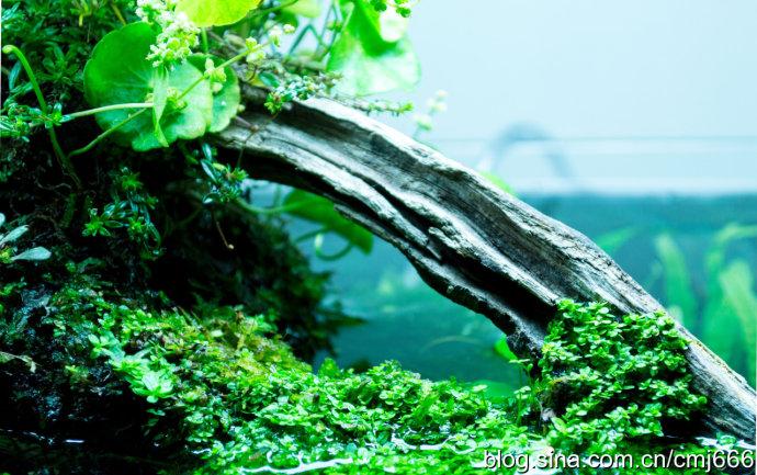 枯木逢春_草木居-水草造景设计_新浪博客