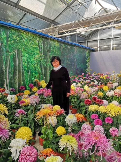 第十二届北京菊花文化节.世界花卉大观园第十一届菊花