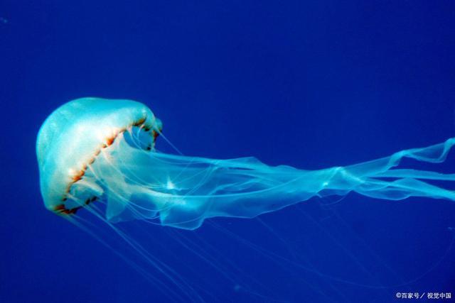 瞄准:一场水母与牧鱼的较量