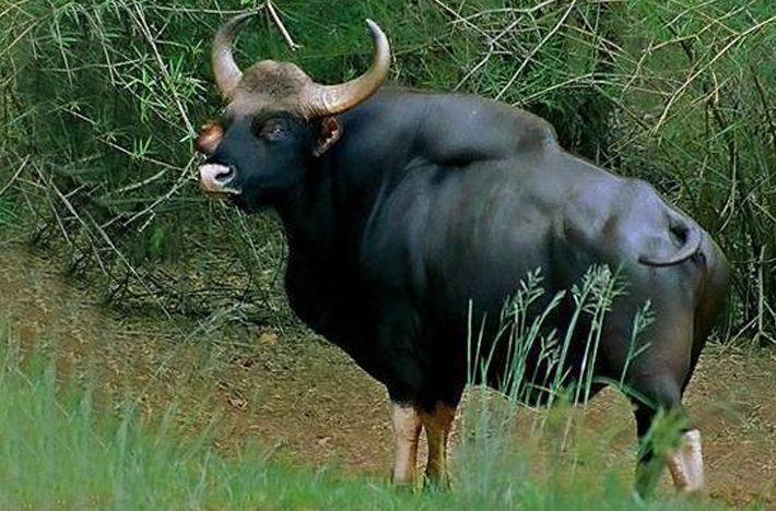 云南发现世界体型最大野牛,重达3000斤!什么来头?