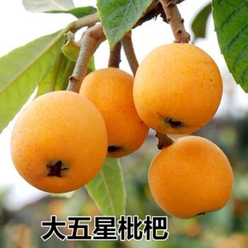 大五星特大无核南方北方种植盆栽白玉琵琶树苗当年结果 五星大枇杷