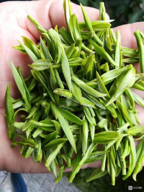 浙江长兴紫笋茶上市咯