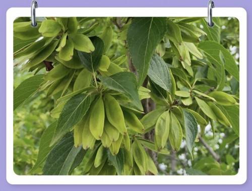 汇源助力河南灵宝发展杜仲产业戮力绘就乡村振兴幸福画卷