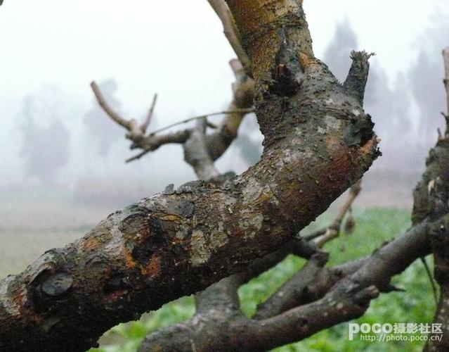 千姿百态的桑树_醉冬_poco网(poco.cn)_我的照片我的