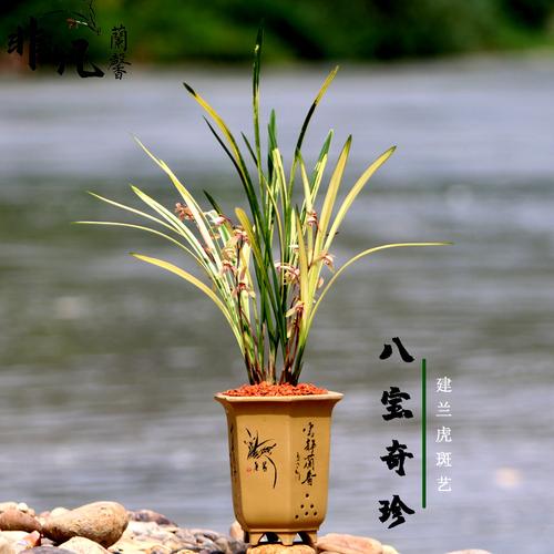 兰花苗建兰四季兰虎斑艺中透艺山水画八宝奇珍浓香型
