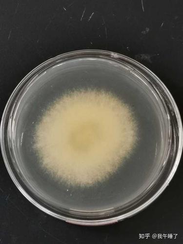 细菌是动物还是植物?