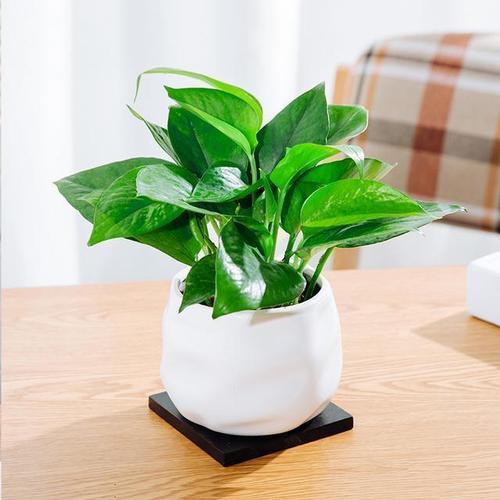 null 绿萝盆栽水培植物  它也是一种非常好养的植物,喜光半阴通风的