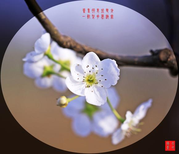 学习古诗词17(宋苏轼《东栏梨花》)