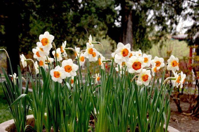 切花图鉴——红口水仙