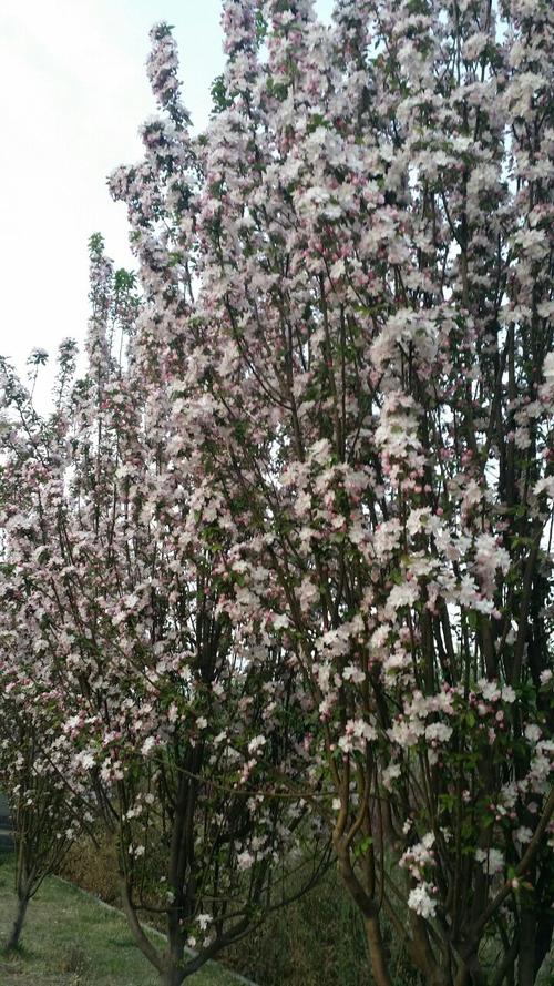 周家庄农业特色观光园