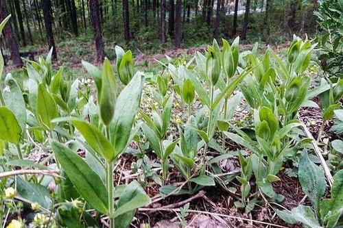 农村野菜外形似鸭嘴,口感美味却被当成杂草,一斤卖12元供不应求