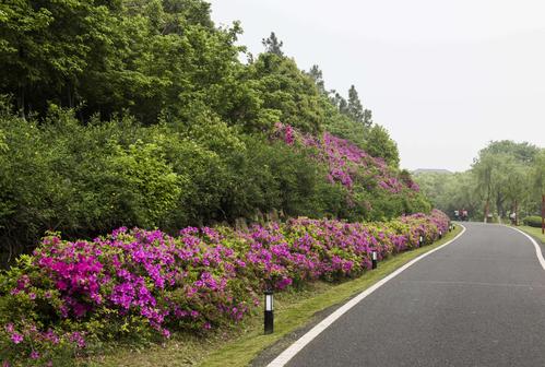 路边和山坡遍布的杜鹃.雨后的鲜花娇翠欲滴.