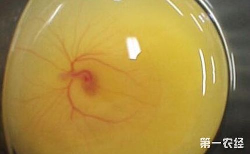 鸡蛋孵化成小鸡的过程|鸡蛋孵化过程发育图