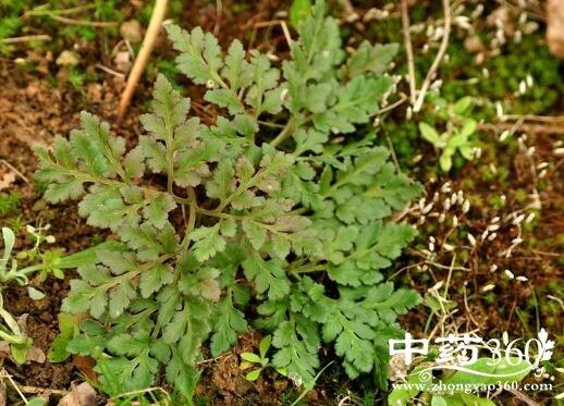 独脚鸡草药煲汤的功效