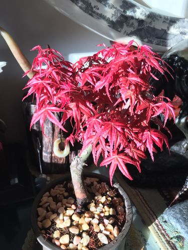 日本原生红舞姬(2)