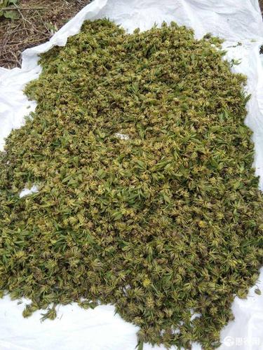 [杜仲雄花批发] 杜仲雄花茶价格300元/斤 - 惠农网