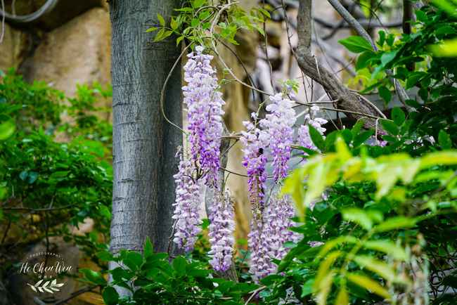 山东发现千年紫藤树身粗硕好像蟒蛇一般