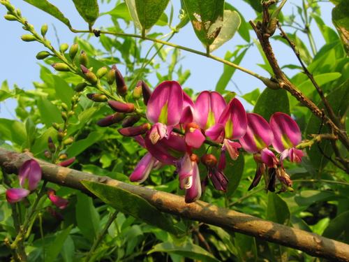 鸡血的藤禁忌以及鸡血藤不同的食疗效果