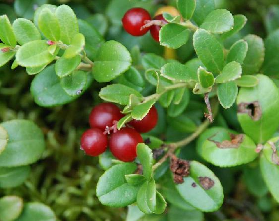 为杜鹃花科植物越橘 i>vacciniumvitis-idaea /i>l.的叶,果实.