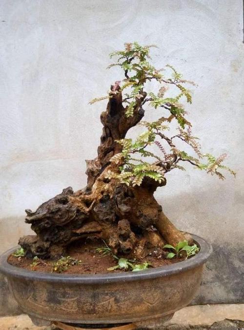 清香木制作成盆景是怎么养?容易吗?好看吗?