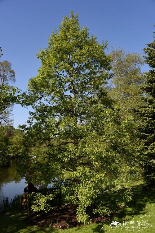 日本桤木alnus japonica