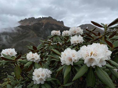 高山杜鹃和白马雪山 缤纷自然 供图.jpg
