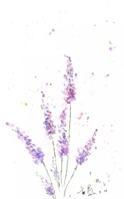 植物水彩--薰衣草