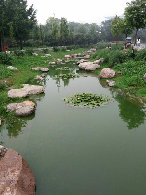 雨后的安阳易园 被雨水洗刷过的易园更加的妩媚和婀娜