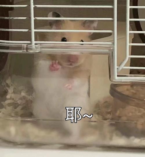 耶~