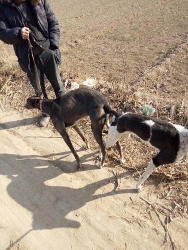 45天的格力犬300元(公母均有)