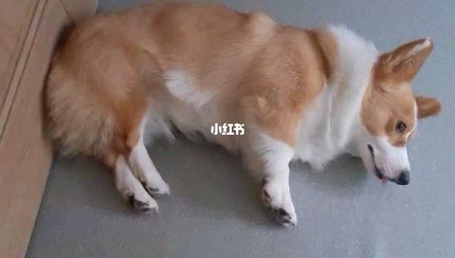 刚睡醒懵懵哒_宠物_宠物_狗