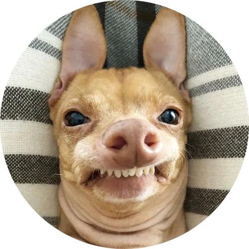 丑上人生巅峰这只丑萌的狗子诠释了独特的重要性网友我觉得我又行了