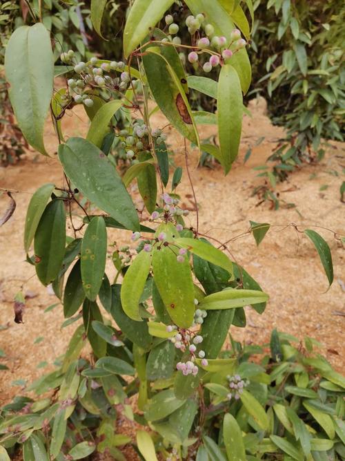 土茯苓苗 小苗 杯苗 南宁土茯苓苗