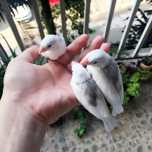 转让一窝白文鸟