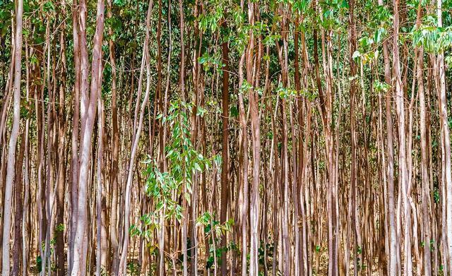 桉树被叫做亡国树,断子绝孙树,为什么人类边骂边种?