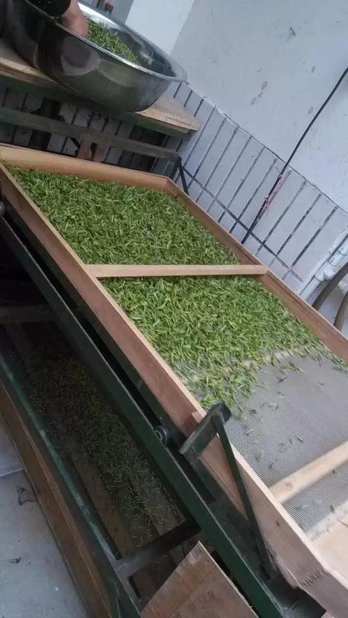 (毛尖类的茶叶采摘成本都高) (筛选的目的就是分等级,单芽管单芽,一芽