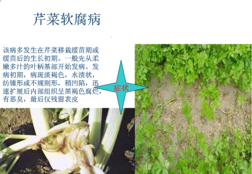 朋友在湖南湘西州调研发现,芹菜这个病害发生很严重,请各位专家帮忙