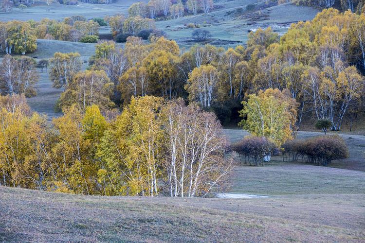 美丽的高岭塞罕坝——那片林
