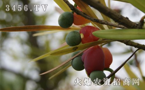 珍珠罗汉松的养护方法是什么
