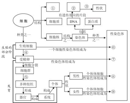 下面是有关人体细胞与生殖发育,遗传变异的知识结构图(表示各知识点