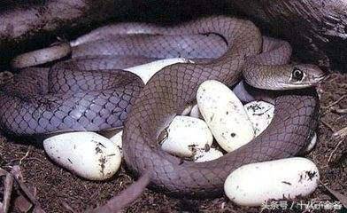 老农生前救了待产卵的蛇,却被反咬,去世后房梁出现鳞片