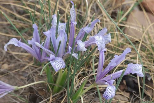 五台山野生花卉之三十六细叶鸢尾